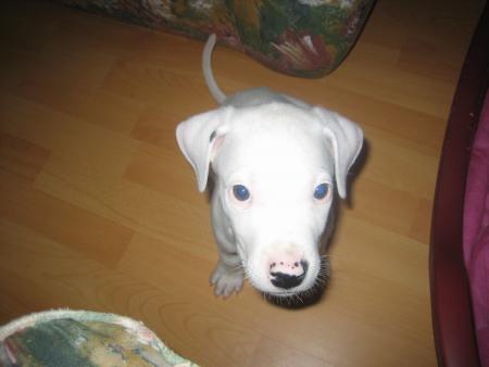 Voici l'�volution de notre petit Dark